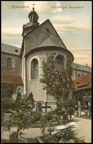 Ansichtskarte Hildesheim 1000 jähriger Rosenstock. 1912