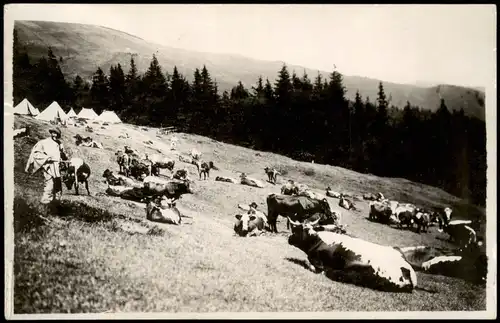 Ansichtskarte  Fotokarte Bauer Zelte, Kühe - Bergwelt 1932 Privatfoto