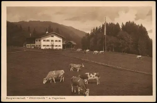 Tegernsee (Stadt) Bergwirtschaft " FREIHAUS" a. Tegernsee Kühe 1926