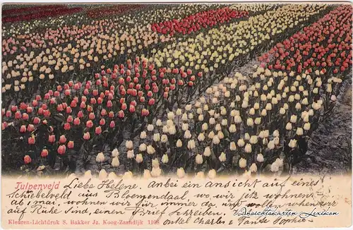 Postkaart Bloemendaal Tulpenfeld 1912