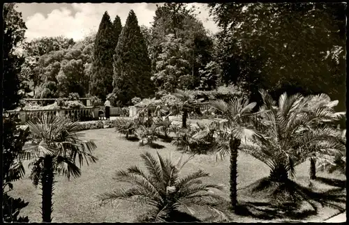 Ansichtskarte Insel Mainau-Konstanz Garten, Palmen 1956