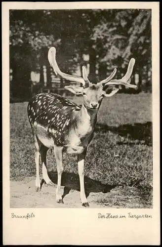 Ansichtskarte Braunfels (Lahn) Der Hans im Tiergarten 1955