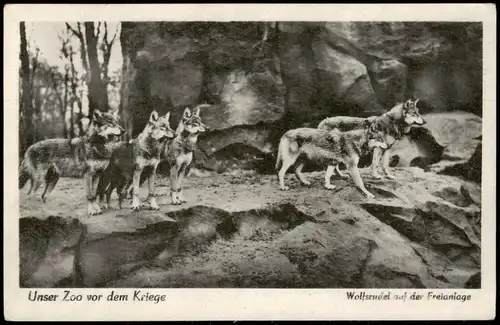 Charlottenburg-Berlin Wolfsrudel Freianlage Unser Zoo vor dem Kriege 1953