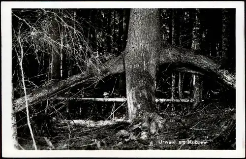 Postcard Prachatitz Prachatice Urwald von Kubani - Hütte 1928 Privatfoto