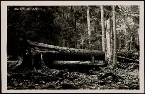 Postcard Prachatitz Prachatice Urwald von Kubani Böhmerwald 1930