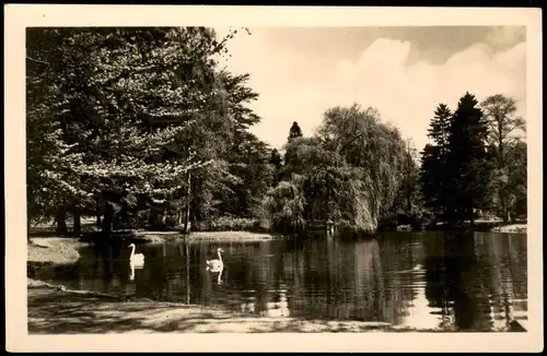 Ansichtskarte Bad Liebenstein Elisabeth-Park mit Schwänen zur DDR-Zeit 1962