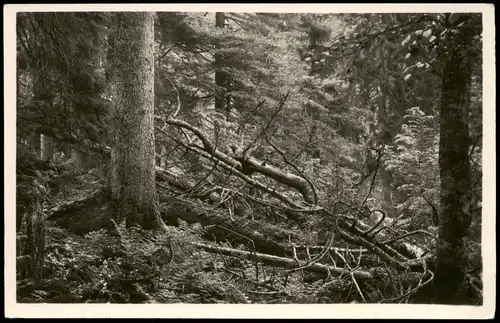 Falkenstein (Bayerischer Wald) Im Urwald Naturschutzgebiet  alkenstein 1930