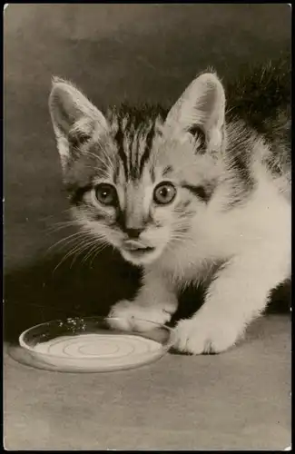 Ansichtskarte  DDR Tiermotiv-AK Katz Kätzchen Cat 1967/1963
