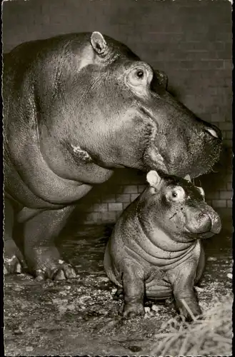 Frankfurt am Main Zoologischer Garten Flußpferd Gretel mit Kind 1978