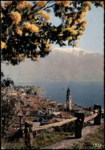 Ansichtskarte Ascona ASCONA (Lago Maggiore) Primavera con Mimosa 1970