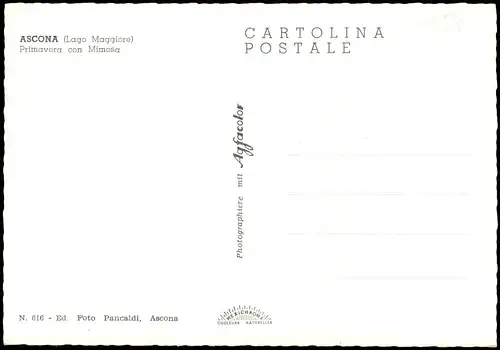 Ansichtskarte Ascona ASCONA (Lago Maggiore) Primavera con Mimosa 1970