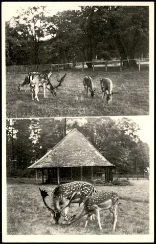 Dornholzhausen-Bad Homburg vor der Höhe Café Restaurant Hirschgarten 1961