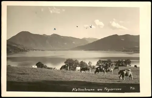 Ansichtskarte Rottach-Egern Kuhherde bei Kaltenbrunn am Tegernsee 1950