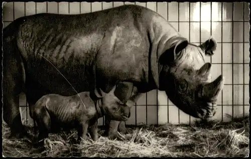 Frankfurt Main afrikanisches Nashorn Spitzmaul-Nashorn-Mutter „Katharina"  1956