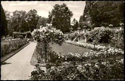 Ansichtskarte Insel Mainau-Konstanz Blumen-Schau im Rosengarten 1960