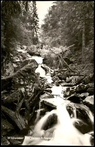 Bayerisch Eisenstein Wildwasser am kleinen Arbersee im Bayer. Wald 1960