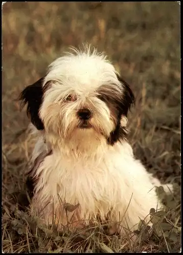 Ansichtskarte  Shih-Tzu-Welpe Tiere - Hunde 1985