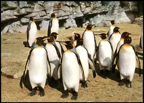 Stellingen-Hamburg Zoo Carl Hagenbeck Tierpark Königspinguine 1980
