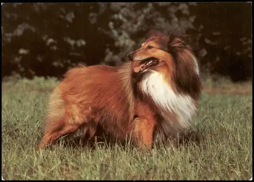 Ansichtskarte  Sheltie Hund Hunderasse (Tiere Dog Animal) 1986