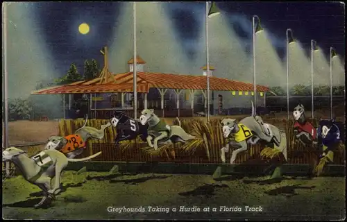 Postcard Florida Greyhounds Taking a Hurdle at a Florida Track 1934