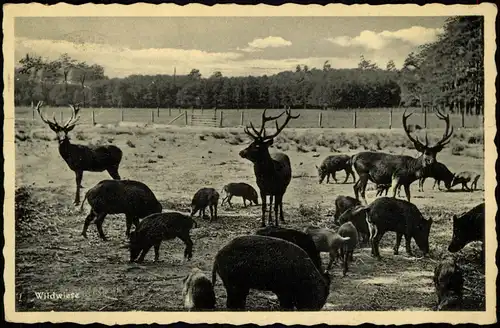 Ansichtskarte Moritzburg Wildwiese 1940