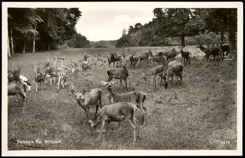 Ansichtskarte Putbus Umlandansicht Wildpark Tiere Wild 1940
