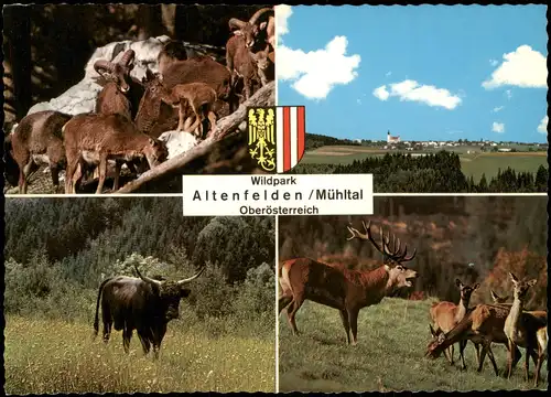 Altenfelden Mehrbild-AK Wildpark Atzesberg Mühltal Mühlviertl Kr  Rohrbach 1980