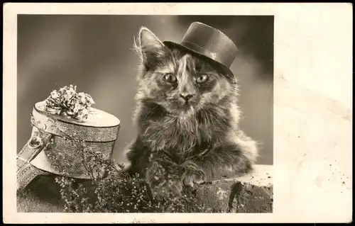 Ansichtskarte  Katzen-Foto, Katze mit Hut und Geschenk-Karton 1944