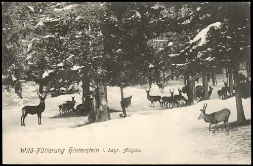 Hinterstein / Allgäu Wild-Fütterung i. bayr. Allgäu, Tiere Wald Partie 1907/1906