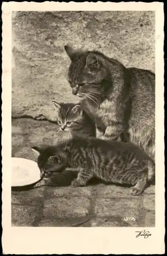 Ansichtskarte  Tiere - Katzen Cats am Milchteller Fotokunst 1955