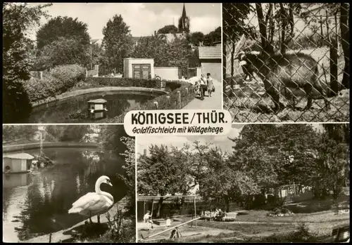 Ansichtskarte Königsee Goldfischteich mit Wildgehege - Mehrbild 1970