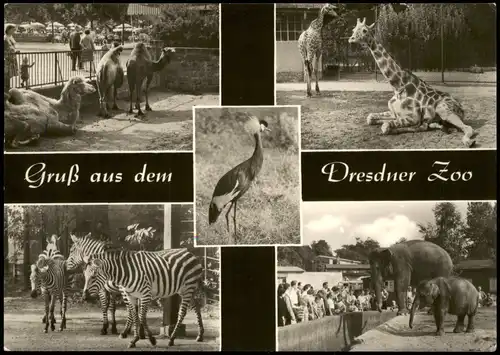 Ansichtskarte Dresden Zoo/Zoologischer Garten Zebra Elefanten 1970