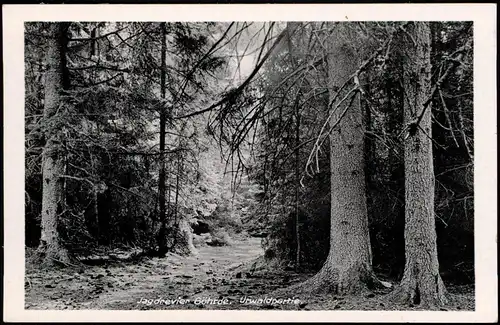 Ansichtskarte Göhrde Jagdrevier Göhrde - Waldweg 1940