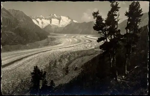 Ansichtskarte Riederalp Aletschwald - Gletscher Glacier Fotokarte 1928