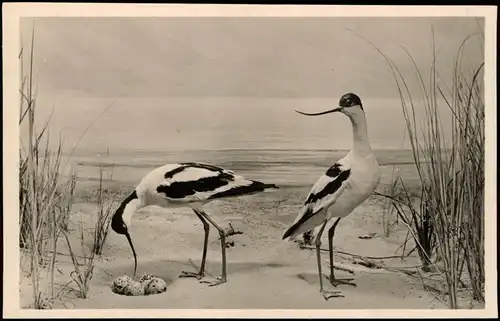 Ansichtskarte Wilhelmshaven Diorama im Vogelwarten Museun - Helgoland 1938