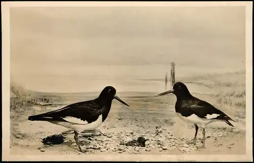 Wilhelmshaven des Instituts für Vogelforschung Vogelwarte Helgoland 1938