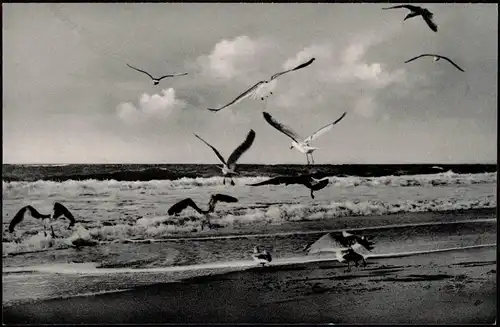 Ansichtskarte Borkum Möwen am Strand 1956