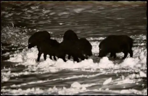 Ansichtskarte Braunlage Wildfütterung Erikabrücke im Harz Wildschweine 1966