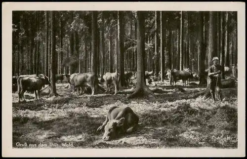 Ansichtskarte .Thüringen Thüringer-Wald Kühe und Hirte 1952