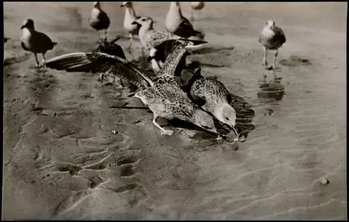 Ansichtskarte St. Peter-Ording Möwen am Strande 1956