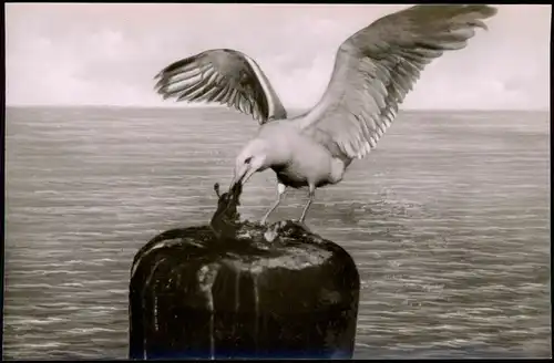 Ansichtskarte St. Peter-Ording Möwe am Strand - Fotokunst 1956