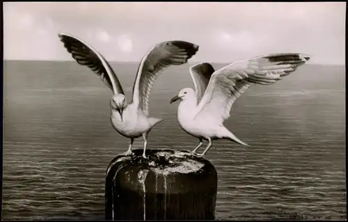 Ansichtskarte Baltrum Möwen am Anleger 1956