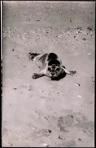 Ansichtskarte  Junger Seehund im Watt Meer ::: Nordsee Tiere 1957