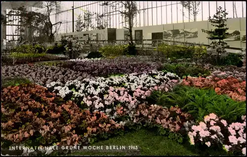 Ansichtskarte Berlin Grüne Woche Blumen Schau 1963   mit passendem Sonderstempel