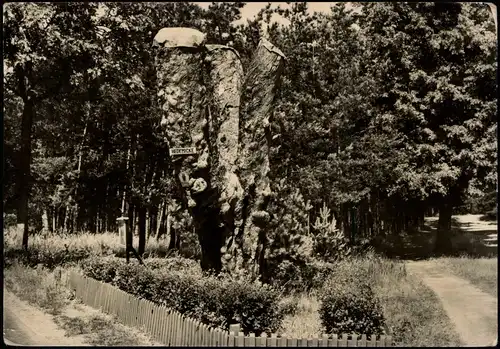 Ansichtskarte Kamern (Havel) Hedemicke Naturdenkmal 1966