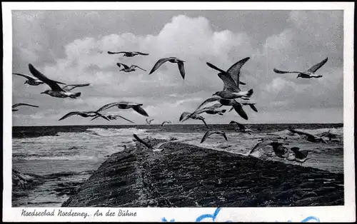 Ansichtskarte Norderney An der Bune Möwen 1956