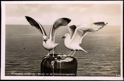 Ansichtskarte Nordseebad Norderney Möwen am Anleger 1956