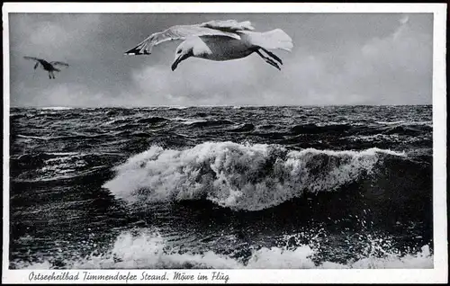 Ansichtskarte Timmendorfer Strand Möwe im Flug 1932