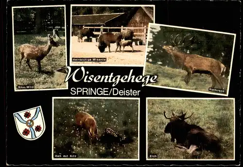 Ansichtskarte Springe Mehrbild Wisentgehege 1969