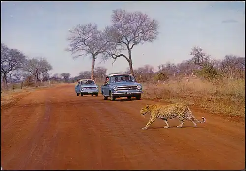 Transvaal Deceptive unconcern Leopard, Safari Kruger National Park 1970